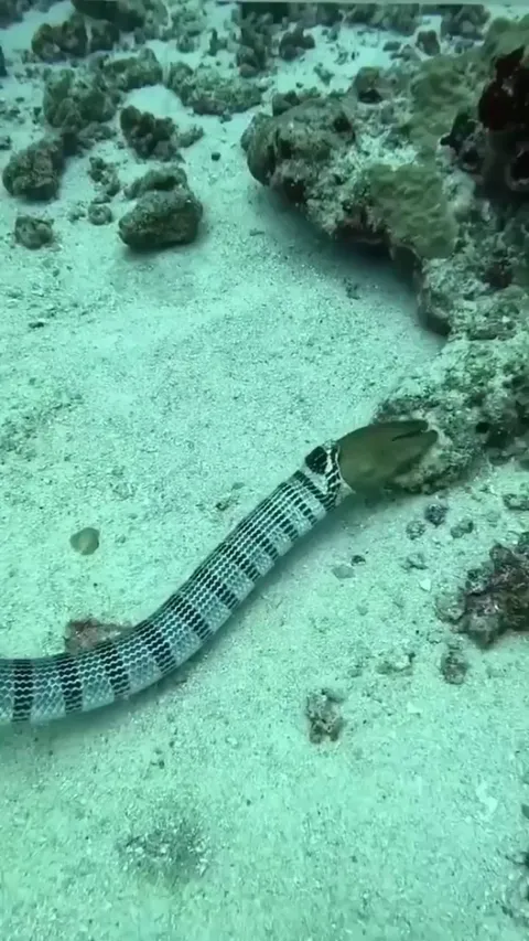 Sea Snake vomits moray eel