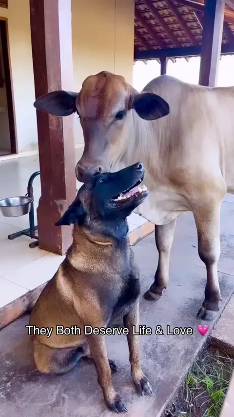 Cow Grooming The Dog
