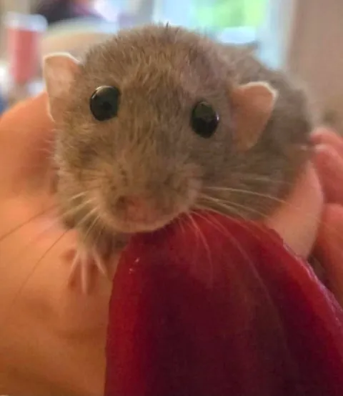 Jimily &amp; friends rat photos dump!