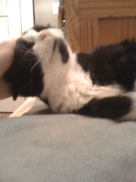 My cat of 17 years finally departed for heaven earlier this morning