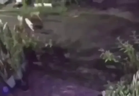 Momma cat takes on 4 large dogs to save kitten