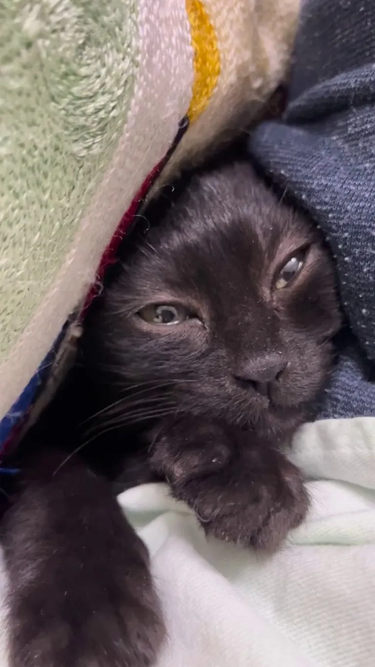 Itty bitty purring machine 