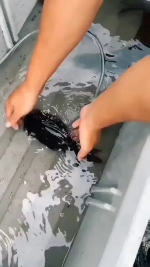 This transparent cockatoo squid (Leachia sp.), AKA glass squid.