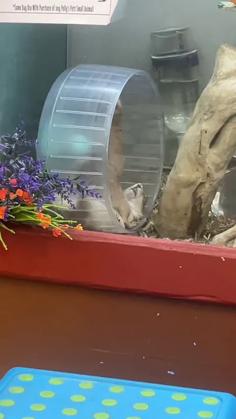 Guys, one of the dogs gave up