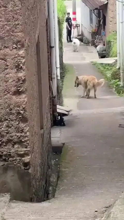The way this dog doesn’t let the other dog get in the way or slow him down.