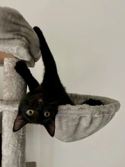 Happy National Black Cat Day to all of your babies 💕