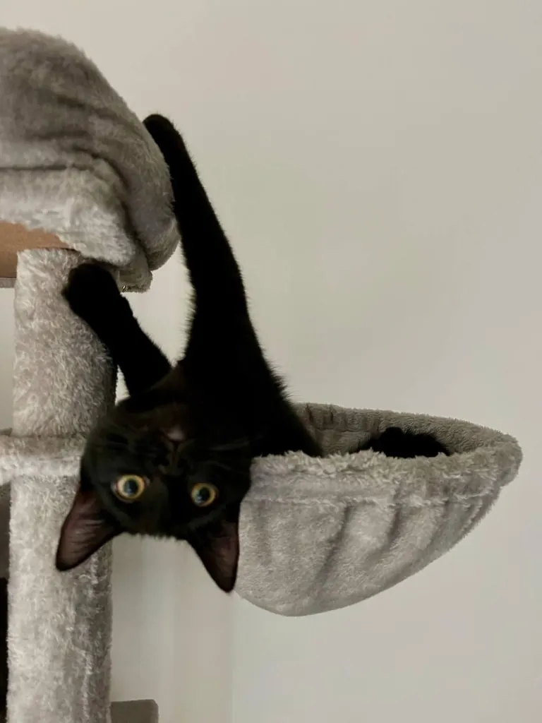 Happy National Black Cat Day to all of your babies 💕