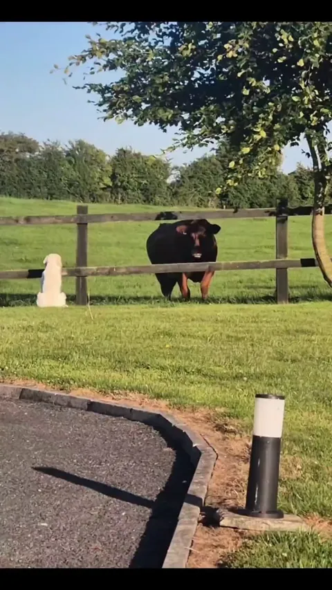The dog brought a toy for his friend.