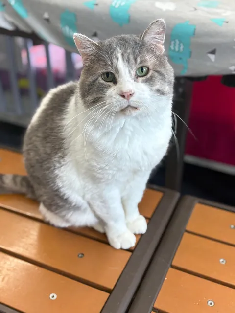 I just hit two years helping at the local animal shelter!