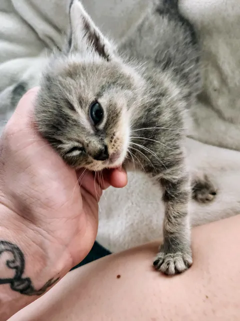 this is the cat my boyfriend said "absolutely not" to getting that he brought home the next day.