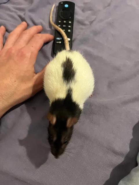 Help my rat is getting bigger everyday