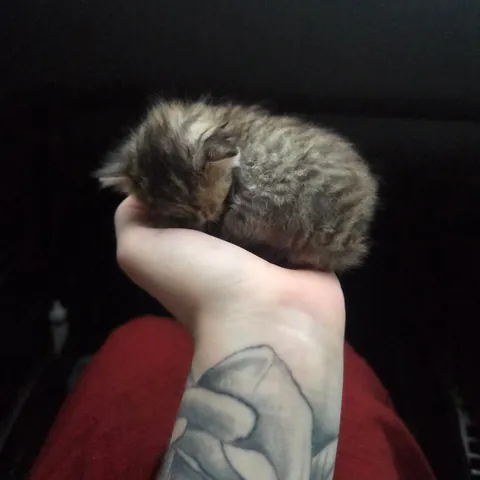 Photo dump of Chimney. The single kitten i found all alone.