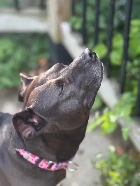 2 weeks with us vs. 2 years in the shelter. I think Waffles is loving home life. 💛