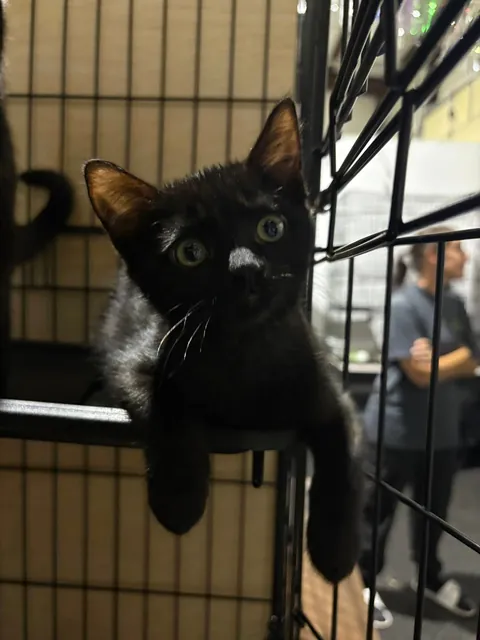 Can't Wait for Monday! This is the adorable little black kitten I'm adopting from the shelter!