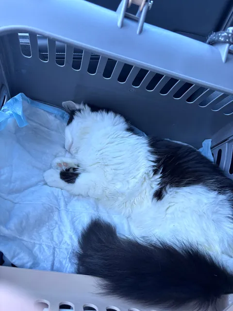 This is Dirtbag. We also call him Rudy. He just woke up after being neutered. He also just pissed all over himself. That’s my boy!!