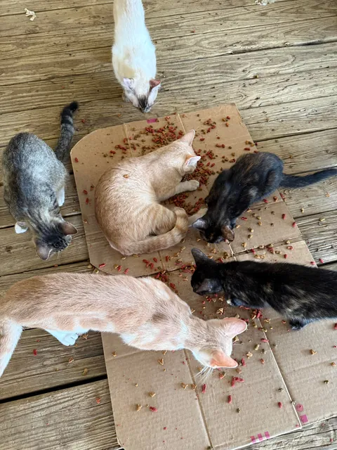 Why does my cat just lay on the food in the middle of everyone one else while they eat?