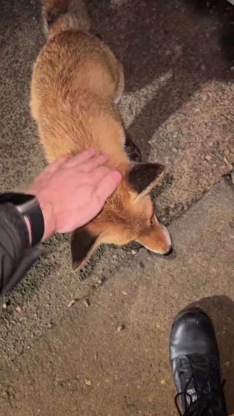 Friendly fox at my work