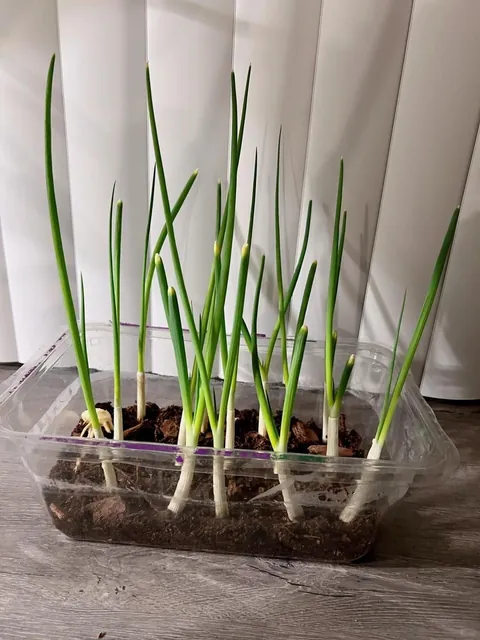 My green onions