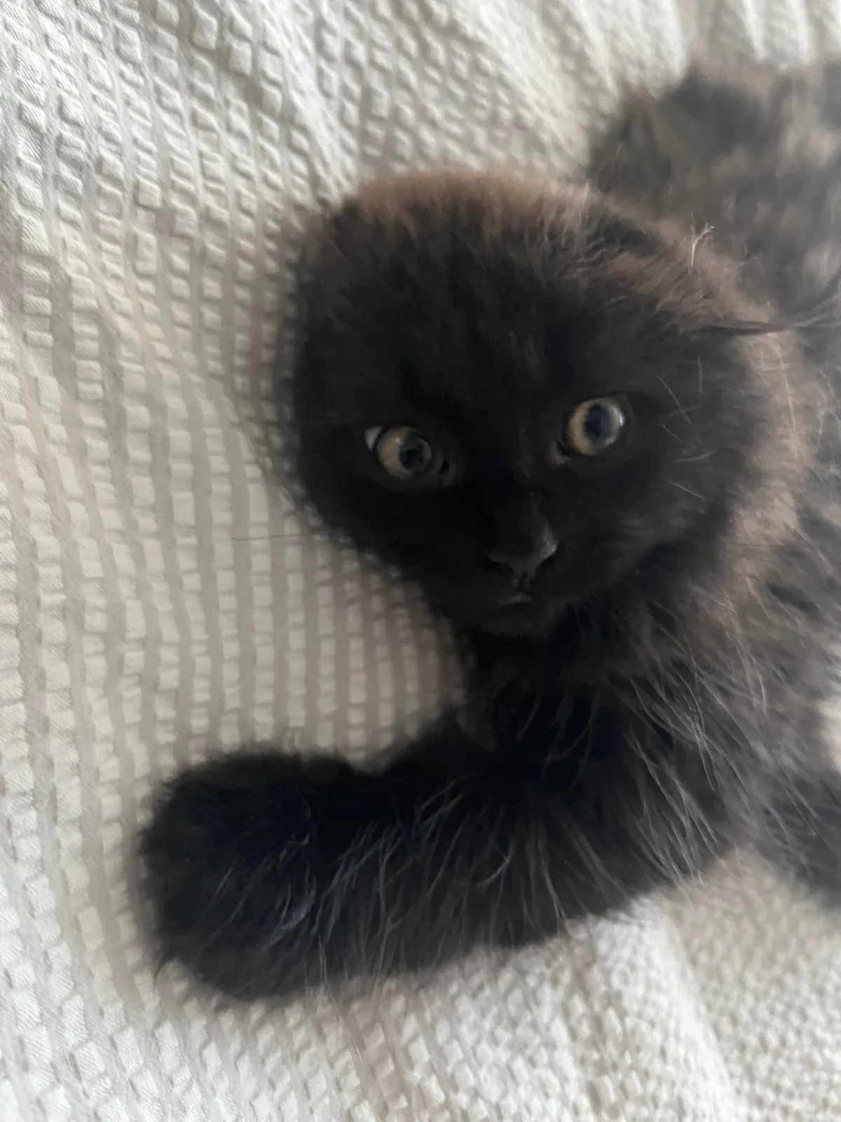 Does my kitty qualify as a black cat?