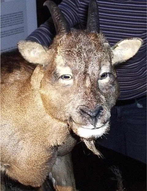 Balearic island cave goat or myotragus balearicus, that went extinct ~3000-4000BCE, is the only known species of goat to have forward facing eyes