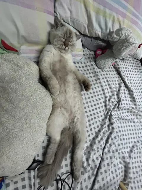 Girlie thinks she’s people