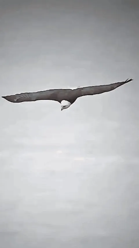🔥This fox is way too tenacious for this eagle's attempted robbery. 🔥
