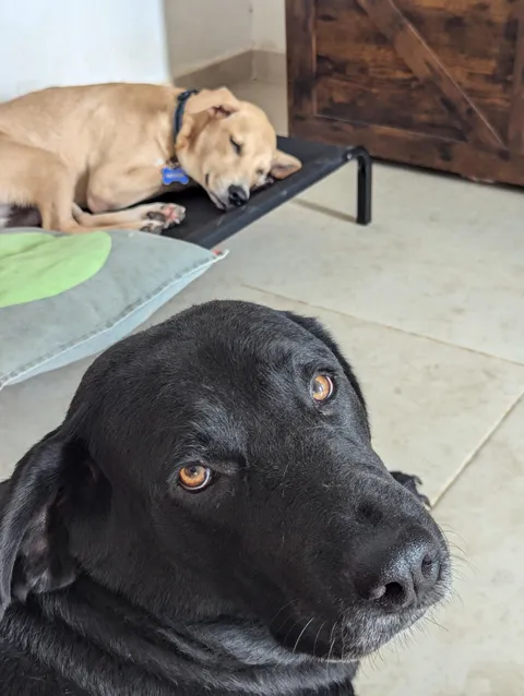 Sshhhhh, baby pupper is sleepin