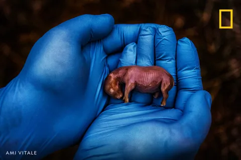 Photo of a 70-day-old rhino fetus, the first conceived through in vitro fertilization, featured in one of National Geographic's 2024 Pictures of the Year
