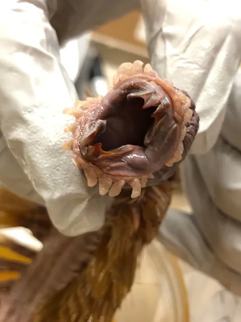 This is one of the most horrifying animals in earth: Eulagisca gigantea