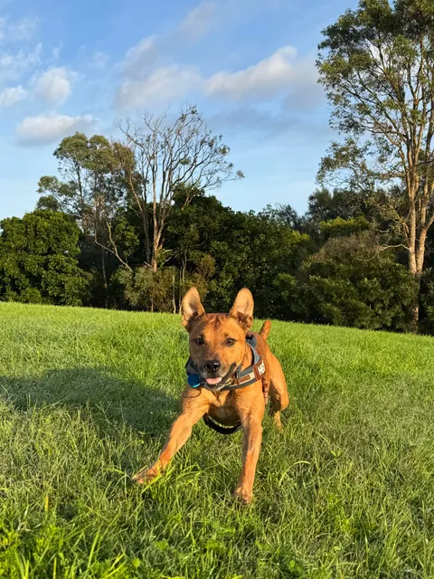 This is my cuddle monster Hector. His chin is on my shoulder as I post this