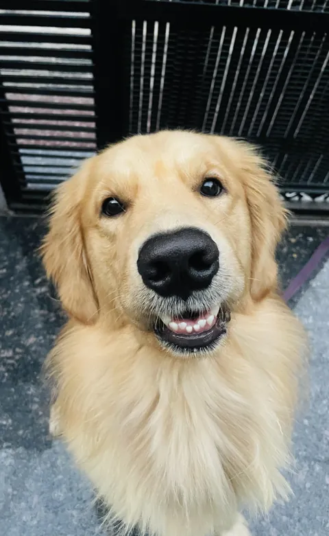 hi im leo. i’ve been told my nose is the best 🐶