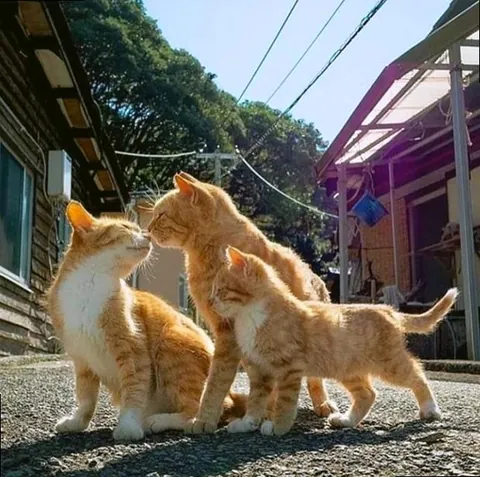 lovely ginger family