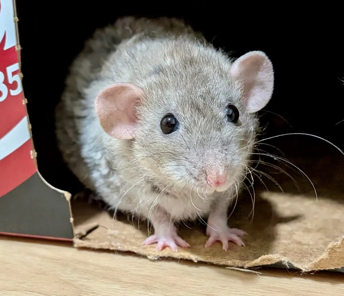 Quirk is such a cute little Linklet