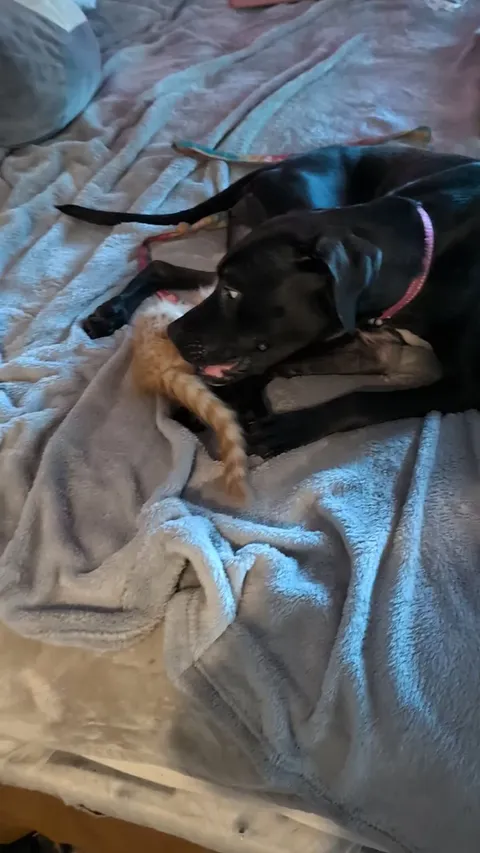 New kitten likes to play with my dog