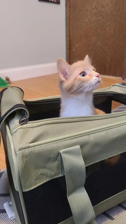 New kitten…His name is Beaker.