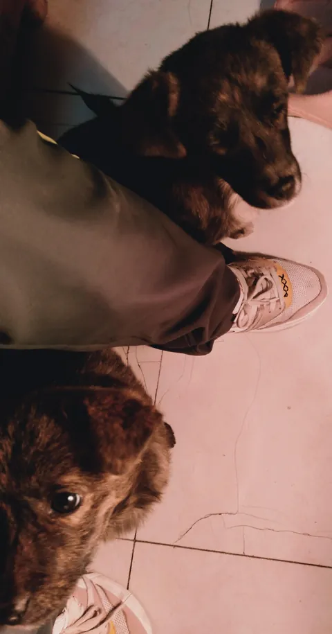 They were two tiny puppies I found near a trash bin. Then they grew into two girls who never left my side 💛