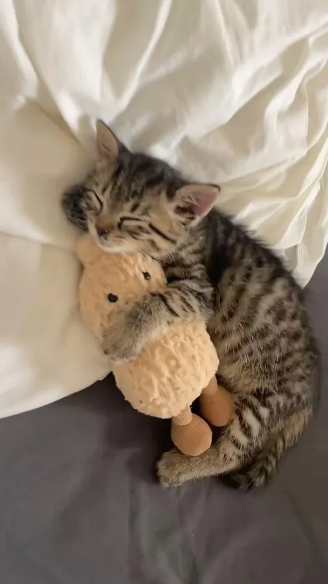 Sleep mode activated… with emotional support toy 🧸💤
