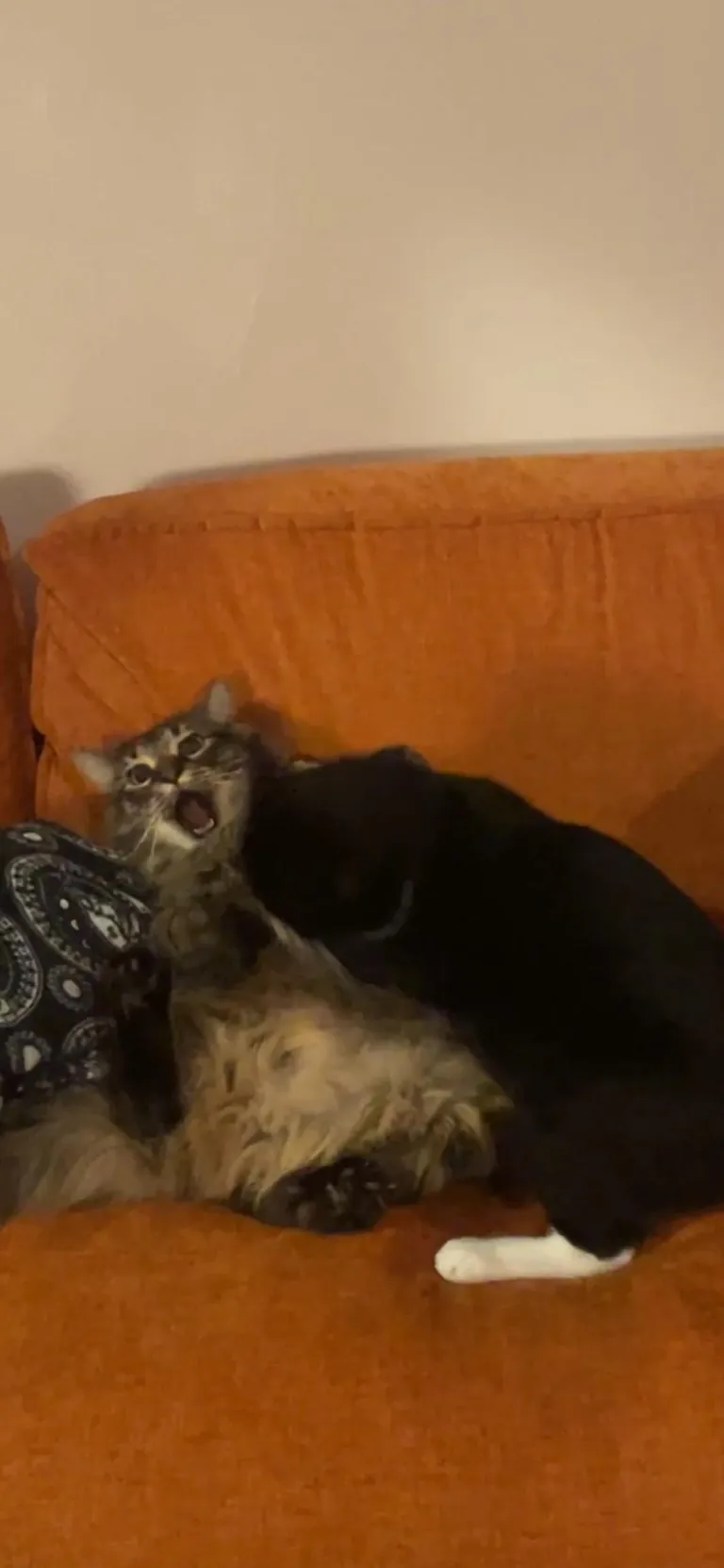 They are so weird together