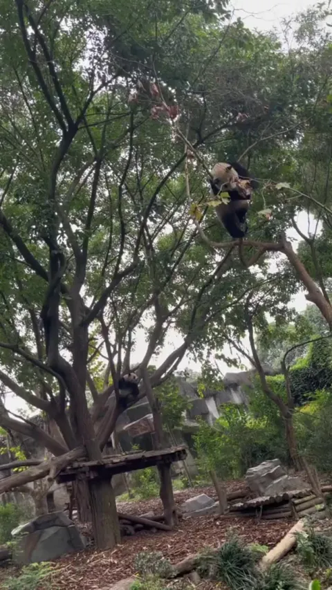 More reasons why giant pandas were once endangered species