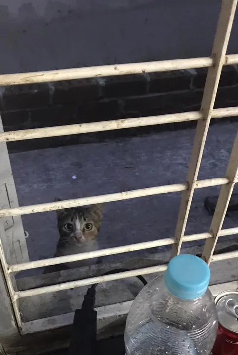 I was just sitting at the desk and didn't know this cute little doll face was staring at me