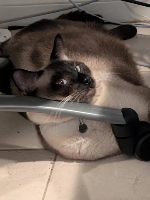 He was left in the toaster a little too long.