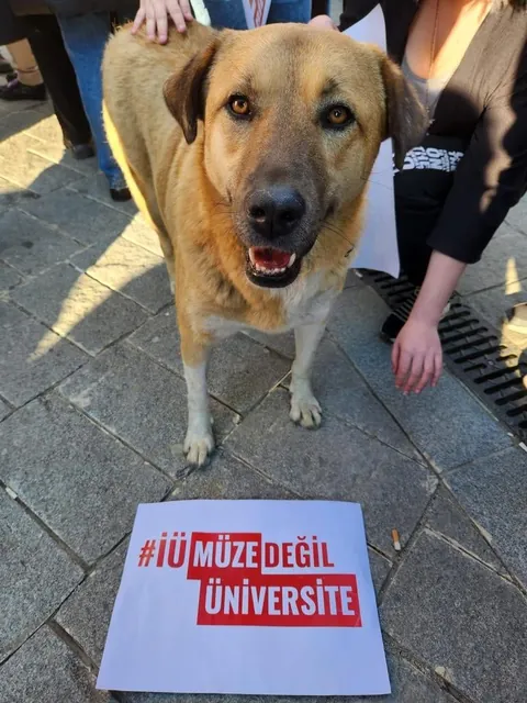 This stray dog has been attending all the protests held in Istanbul recently