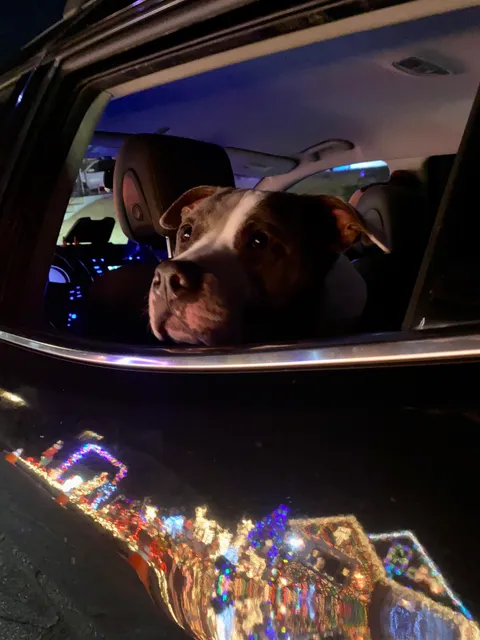 We don’t have kids so my wife and I take our dog around to look at the lights. He loves it.