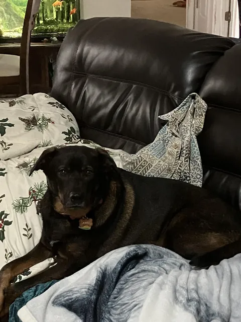 Axel will keep your ironed shirts warm!