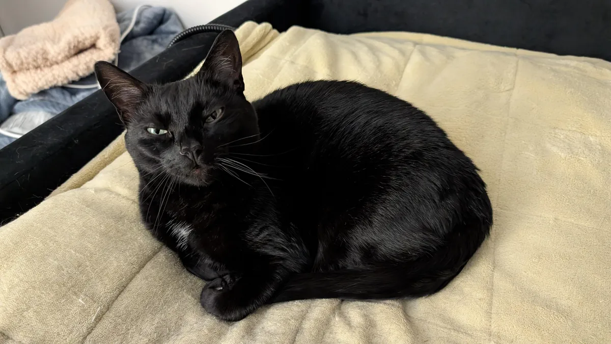 She purrs every time she sees me 😻