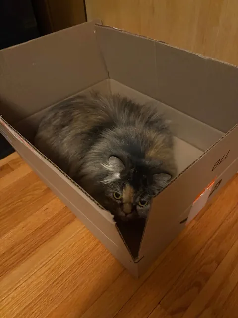 My amazon essentials cat finally arrived!!