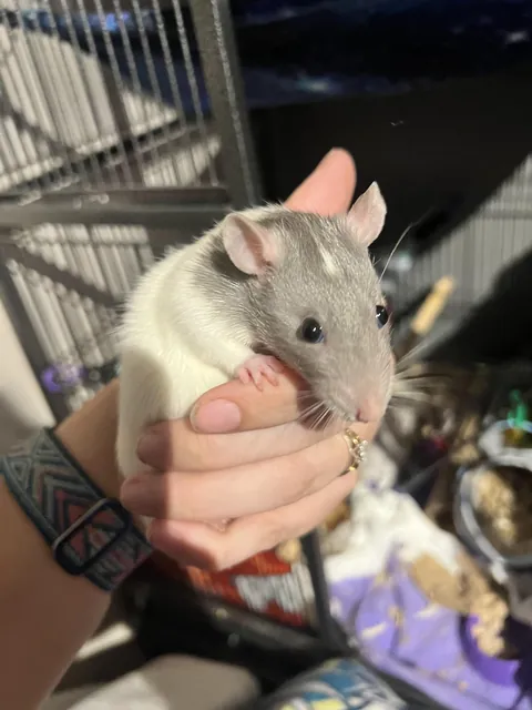 This is Crunchrat Supreme