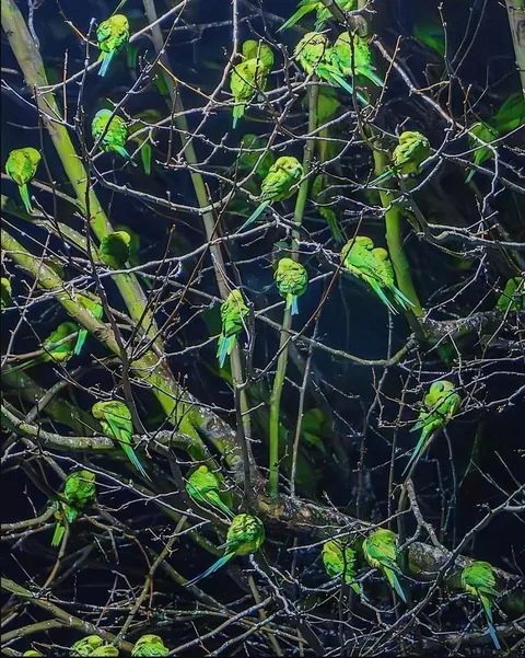 Tree in London coverd with Parakeets, not leaves