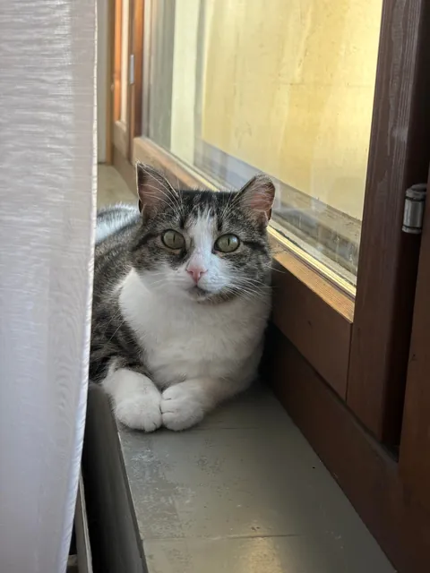 I was a cat hater, but I saved a cat. Now i’m in love😍