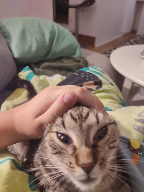 Give me the funniest/memeiest picture of your Cat that you have